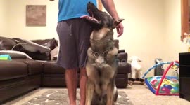 German Shepherd obedience