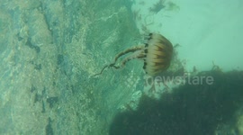 Large, poisonous jellyfish spotted off Cornish coast by spear fisherman