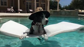 Great Dane dog lounges on a lilo in a pool