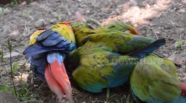 Guacamayas Playing At The Zoo.