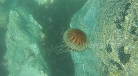 Swarms of dangerous compass jellyfish found metres off Portreath beach Cornwall