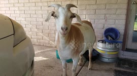 Goat sucks in its fat stomach like a human