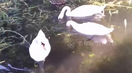 Three Mute White Swans eat Hovis Bread white loaf best of both