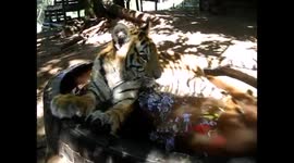 Adorable tiger cub cools off in the water, on a hot Summer day