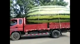 Lorry loads giant watermelon