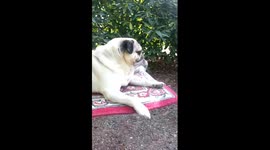 Pug and cat get a ride on a 'magic carpet'