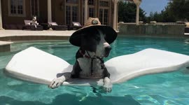 Newsflare Edit - Great Dane dog lounges on a lilo in a pool