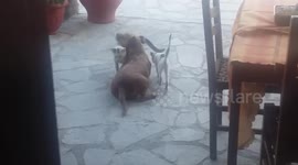 I catch my dog and my cat to friendly moments