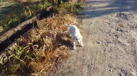 Adorable homeless puppy is overexcited when jogger finds him