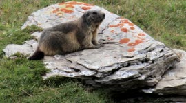 Mooing Marmot