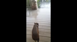 A pig 'singing in the rain'