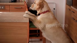 Cheeky golden retriever helps itself to food