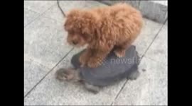 Tortoise walks with dog on its back
