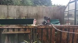 2 dogs + hosepipe = entertainment