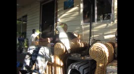 wild cockatoos eating