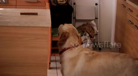 Newsflare Edit - Cheeky golden retriever helps itself to food