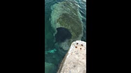 Walking on a promenade with a ray for company