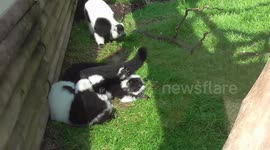 Black-and-white ruffed lemurs have a scuffle in their enclosure