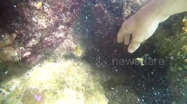 Snorkeller catches sharks with his bare hands