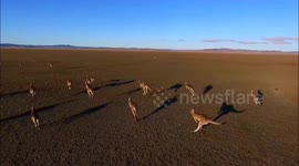 Stunning drone footage of a mob of kangaroos