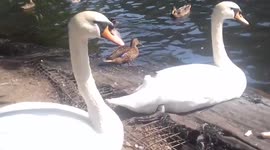 Swans rest on the bank on a hot day