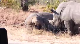 Rhinos filmed fighting at South African national park