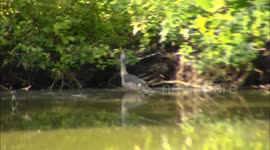 Black-Crowned Night-Heron jumps into tree