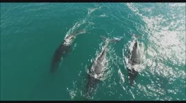 Awesome drone footage of whales and dolphins swimming together