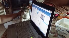 My cat General want to pet him and not sit on Facebook