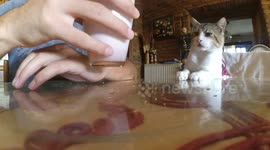 Cat sits at the table with owner for breakfast