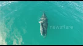Recently-born whale calf swims with mum off Australia