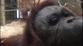 World -Orangutan Day Free Entry For Red Heads