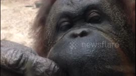 UK zoo celebrates World Orangutan Day by letting 'red-haired people' in for free