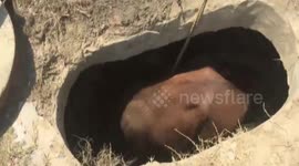 Firefighters rescue farm cattle dropping into two-metre deep sewer
