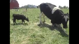 Baby Moo Meets Wesley ~ Baby Steer Meets Giant Steer Scares Him