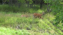 Deer With 2 Baby Spotted Fawns