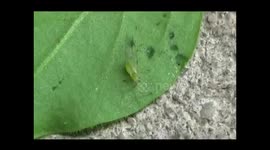 Aphid Family  Chilling on a Leaf