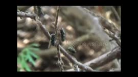 Green Bottle Flies (Lucilia sericata)
