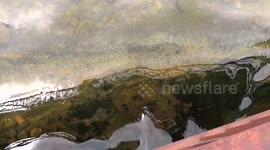 Fish Spawning In Thunder Creek - May 29 2013