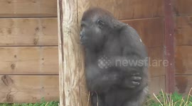This baby gorilla really doesn't like the rain