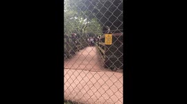 Monkeys screaming on bridge of wildlife park not letting people over