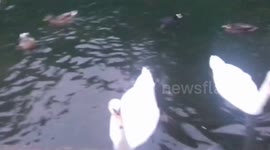 The 3 Swans on a Wet Day