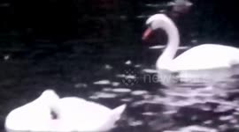 Swan flaps its Wings after Lunch time.