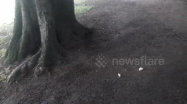 Grey squirrel takes away hovis bread up tree