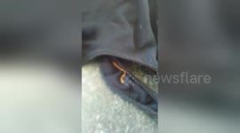 Newsflare Edit - centipede in bra