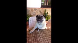 Pugandcat : Pugandcat