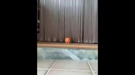 Pugandcat : the Lion inside