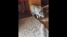 Mini pig loves broom scratches