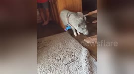 Newsflare Edit - Mini pig loves broom scratches