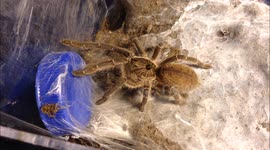 Adorable tarantula fights with owner over water dish
